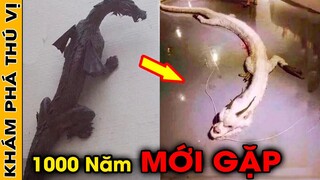 🔥 7 Đoạn Video Bằng Chứng Chứng Minh Sinh Vật Thần Thoại Đang Tồn Tại Xung Quanh Chúng Ta | KPTV