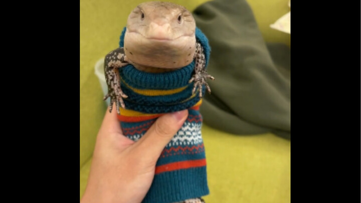 احتياطات تربية ليا