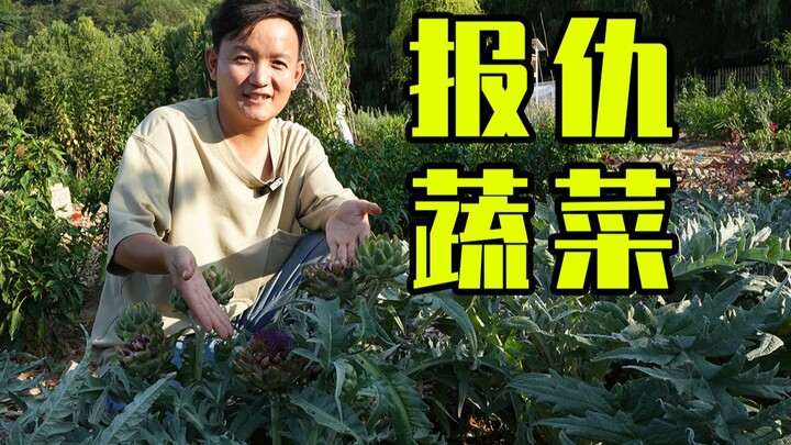 [Petualangan Hunter x Hunter dengan Buah] Secara Tak Terduga Menemukan Sayuran “Balas Dendam” dengan