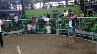 1st Fight using 3/4White Kelso x 1/4 white Hatch Win. (BiboyxArl) at TACLOBAN COLLISIUM