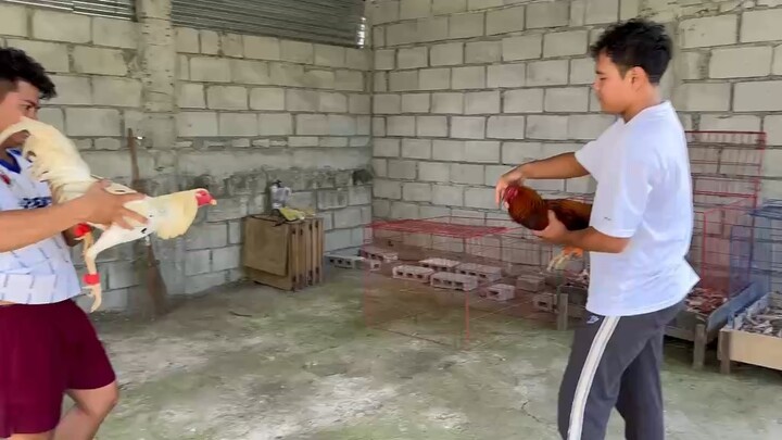 TL White kelso vs TL Black, parehas naka pasa sa exams nila sa buyers