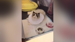 Đông quá MN ơi 😭😭 mèo cat