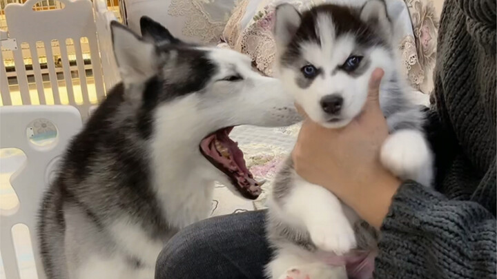 Chó Bắc Kinh: Cái này đáng sợ quá, tao không dám can!