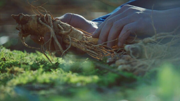 Take a look—ginseng‑harvesting culture, four‑leaf ginseng (around 25–30 years old)