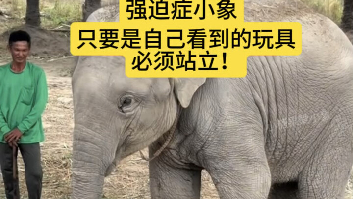 สนุกมากเลย🤣 ลูกช้างต้องทำให้ของเล่นยืนขึ้นให้ได้🤣