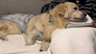 The big golden retriever is treated as a baby by itself, and it acts like a spoiled child and doesn'