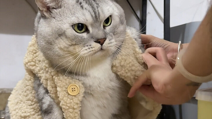 Dì út giúp Đại Tráng mặc quần áo