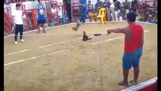 KADIGMA94