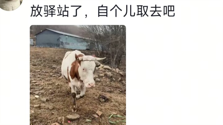  sapi: Sayang, aku sudah melahirkan, kamu lihat sendiri ya, aku keluar sebentar.