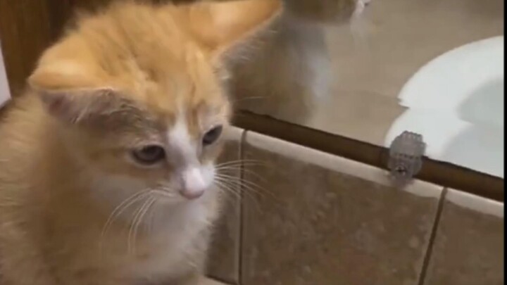 Kitten Hand Sanitizer