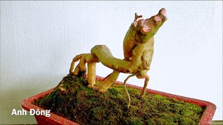 Cách cắt sửa cây phôi mai chiếu thuỷ