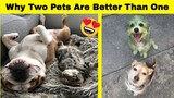 Why Two Pets Are Better Than One