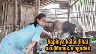 MANUK.E SAPI NGAC3NG 🤣🤣