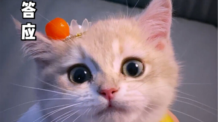 Đêm nay, Nian Nie hầu hạ rất tốt, thưởng!