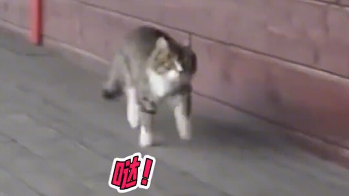 แมว: ขอโทษนะ ฉันคือม้าตัวเล็กต่างหาก (หน้าภูมิใจ)