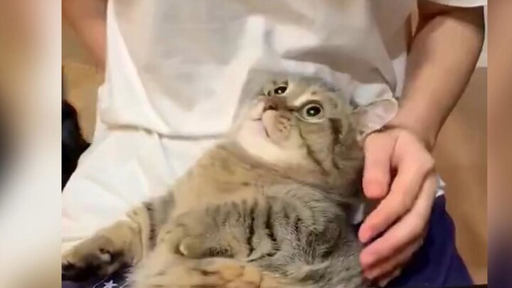 Mèo: Cậu coi tớ là cái trống lắc à?