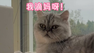 用无线音响整蛊小猫咪