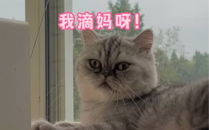 Playing a prank on a kitten with a wireless speaker