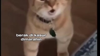 kucing ngamok 😡