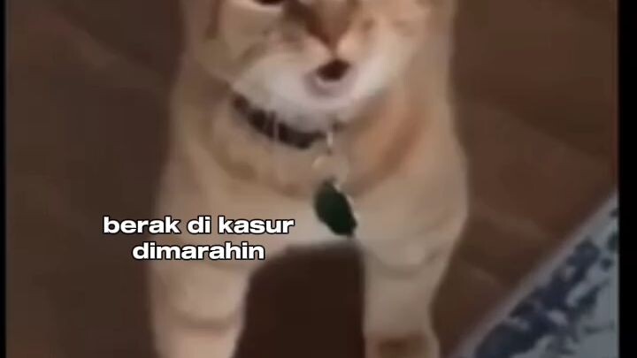 kucing ngamok 😡