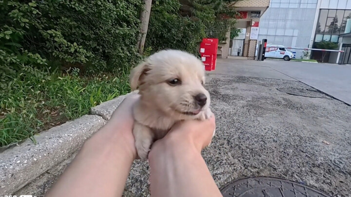 The little stray dog on the way home—bring it here!