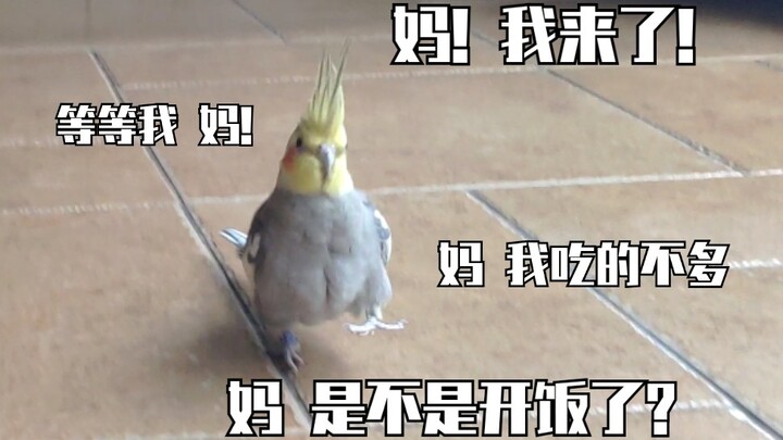 Điểu Điểu tung tuyệt chiêu: Phiêu Tiêu chạy như bay!