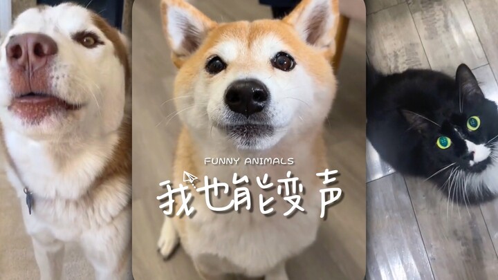 That voice-changing filter can actually be used on animals too 😊