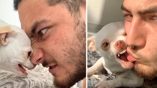 🔥 ชิวาว่าที่โหดที่สุดในโลก 1 ชิวาว่าทีวี