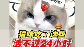 อย่าให้อาหารแมวด้วยสิ่งใดที่พวกมันไม่สามารถอยู่รอดได้เกิน 24 ชั่วโมง!
