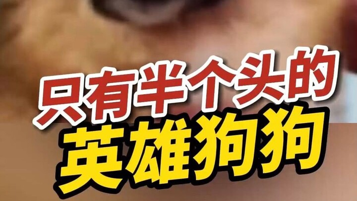 The Secret of the Half-Headed Dog