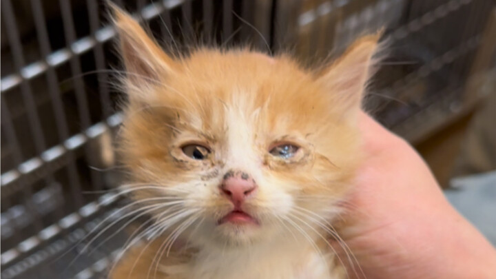 Kidnapping a litter of kittens from the cinema