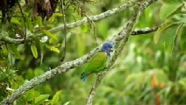 burung liar yang cantik