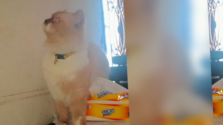 waw cat lover liat kelakuan Miko  pasti gemess