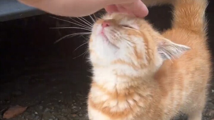 Who could possibly refuse a cute little orange cat?