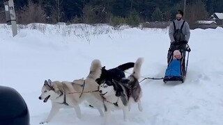 雪橇犬的基因控制不住了！