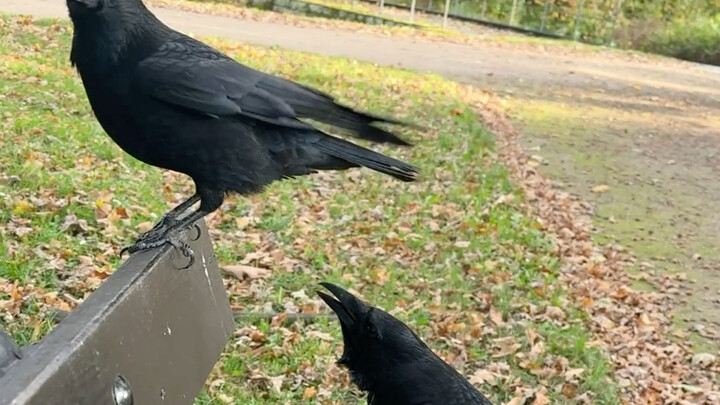Burung jantan pengecut yang baru berani mengumpulkan kacang setelah dapat dorongan dari istrinya