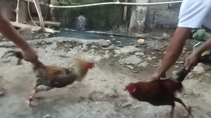 bulik vs dalusape
