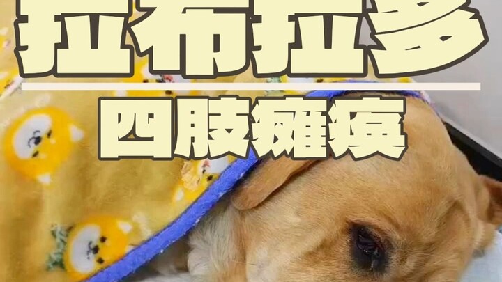 Did Dr. Zhang nearly fail while treating a paralyzed dog??