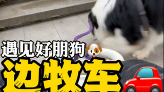 บอร์เดอร์คอลลี่ระยะไกล อัลตร้า🚗 วันนี้ฉันเจอเพื่อนดีๆ อย่างสุนัข🐶 #BianCollieHappy