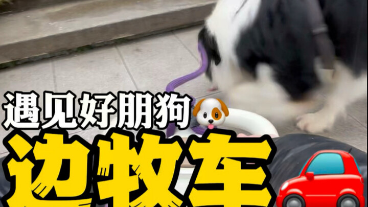 บอร์เดอร์คอลลี่ระยะไกล อัลตร้า🚗 วันนี้ฉันเจอเพื่อนดีๆ อย่างสุนัข🐶 #BianCollieHappy