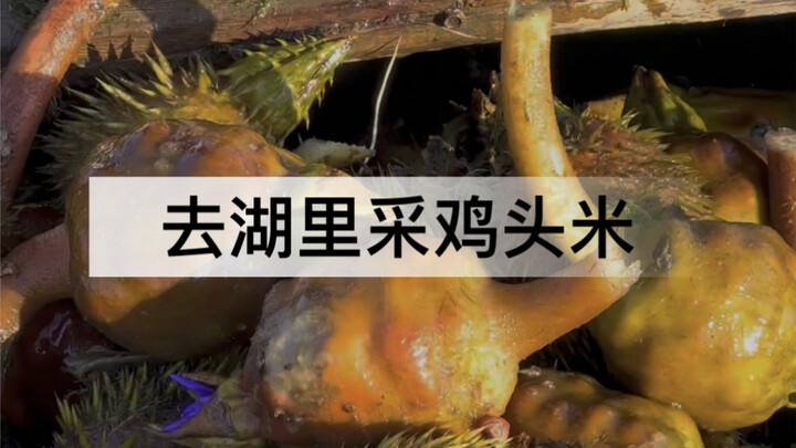 In midsummer, we gather lotus seeds; in late autumn, we harvest gorgon fruits. The “chicken-head ric