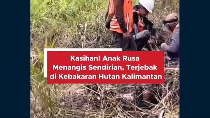 #news #beritaindo #peringatandarurat