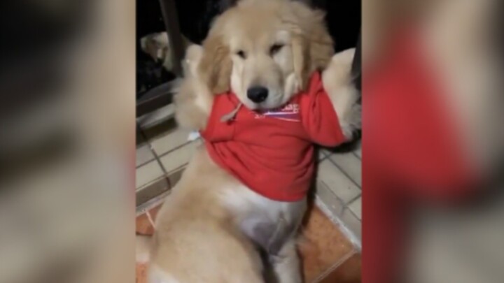 It’s just a repair dog; it doesn’t even have to go to work. What more do you expect from it?