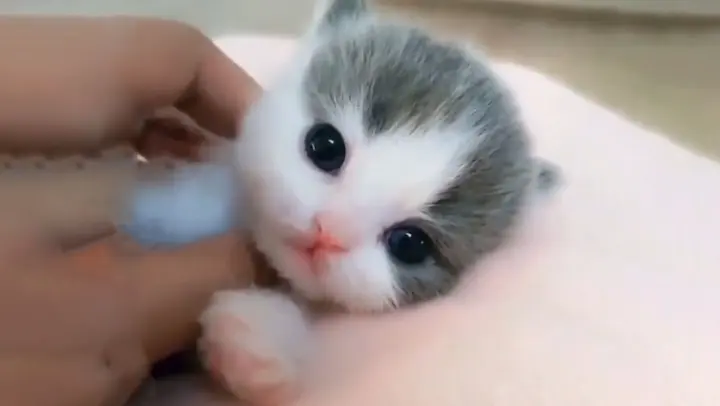 [Animals]A Little kitten: lick, lick, lick!