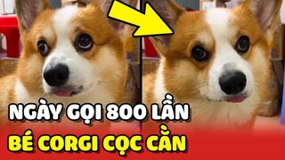 Thái độ CỌC CẰN của bé Corgi bị Sen gọi 1 ngày hơn 800 lần 😂 | Yêu Lu