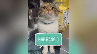 Nghe mà buồn á 😭 mèo cat