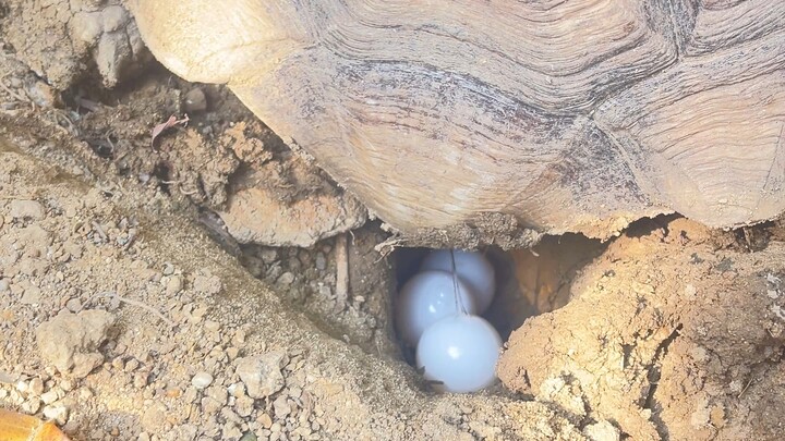 เต่ากำลังไข่ ที่ หลงเสน่ห์ฟาร์ม