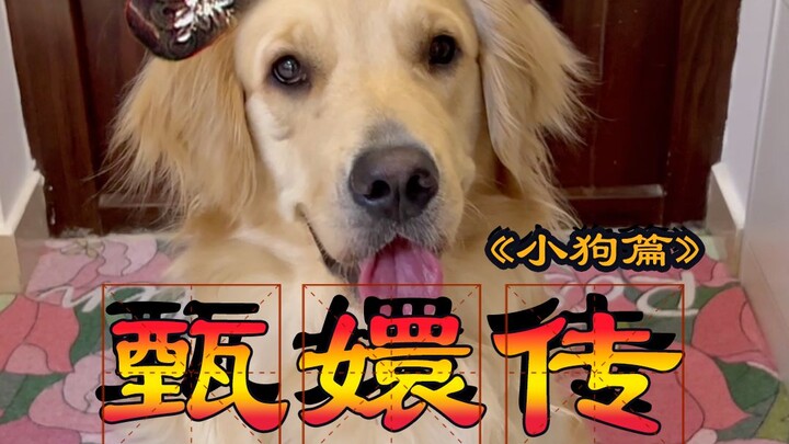 เจินฮวนชวน ตอนลูกสุนัข