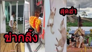 รวมคลิป!! สุดฮ่าของน้องหมาแมว Clip included!! Super funny of cats and dogs.