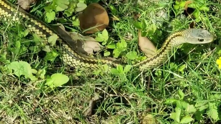 Snake, I need you to help me on my spiritual cultivation!